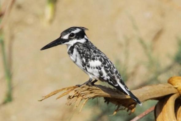 10 ملايين طائر مهاجر عبر سماء الأردن سنوياً