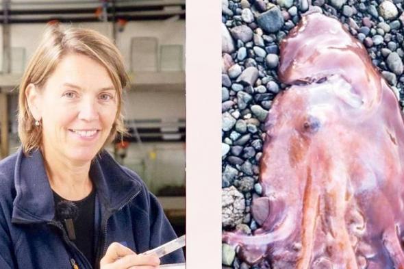 اصطياد أخطبوط نادر بـ 7 أذرع