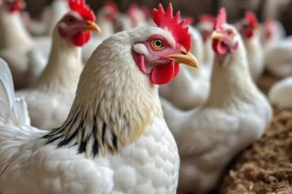 ارتفاع أسعار الفراخ البيضاء في بورصة الدواجن اليوم الأحد 9 نوفمبر 2025