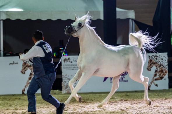 اختتام بطولة حائل الدولية لجمال الخيل العربية الأصيلة في نسختها الرابعة