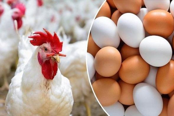 أسعار الدواجن والبيض تحظى باهتمام كبير اليوم الأحد 9 نوفمبر 2025