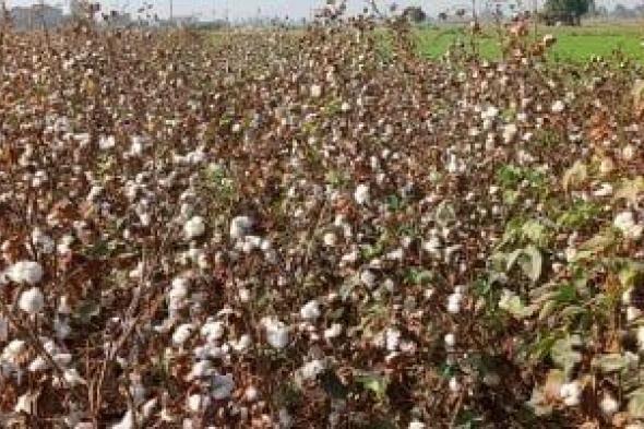 بيع 1616 قنطار قطن بالشرقية بأسعار بين 8900 و9200 جنيه خلال مزاد الوجه البحري الثاني