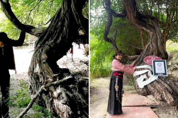 عمرها 416 عاماً.. أكبر شجرة عنب تدخل «غينيس»