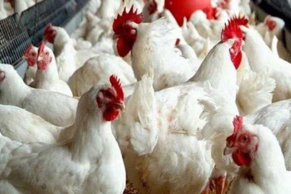 ارتفاع ملحوظ في سعر الفراخ اليوم الجمعة 14 نوفمبر 2025 ببورصة الدواجن