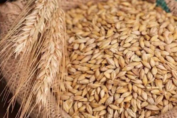 سعر الأرز الشعير اليوم السبت 15 نوفمبر 2025: كم يبلغ الطن؟