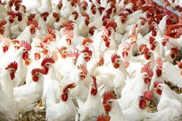 أسعار الفراخ تواصل التغير في بورصة الدواجن اليوم الاثنين 17 نوفمبر 2025