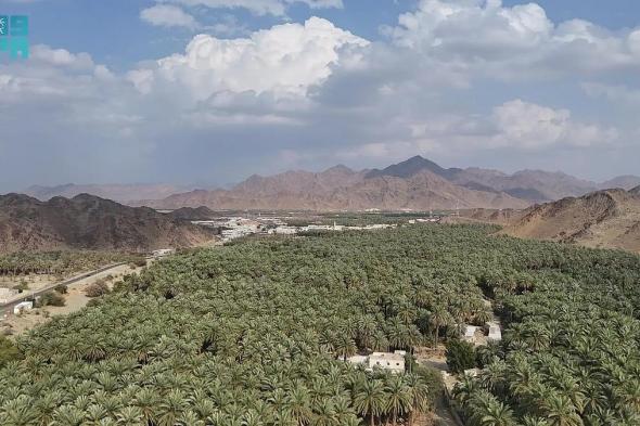 "برني العيص".. علامة جودة في تمور المملكة