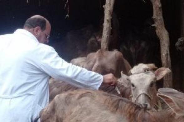 محافظ المنيا: تحصين 133 ألف ماشية بحملة لمكافحة حمى الوادي المتصدع