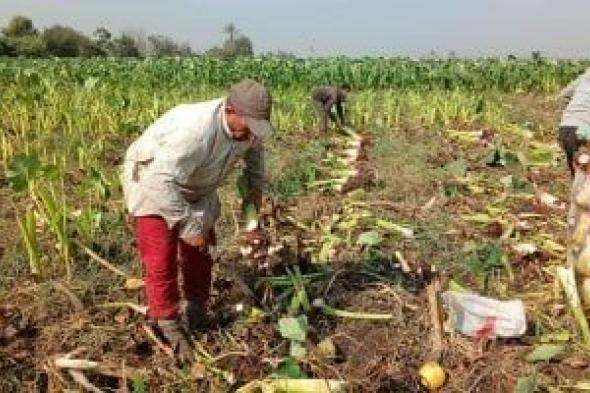 بهجة في حقول الشرقية خلال موسم حصاد القلقاس مصحوبة بصور جذابة