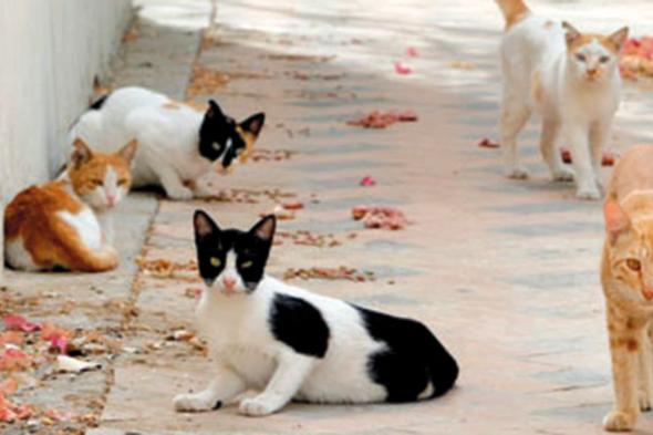 إطعام القطط والطيور عشوائياً.. دعوة مفتوحة لانتشار الحشرات والقوارض