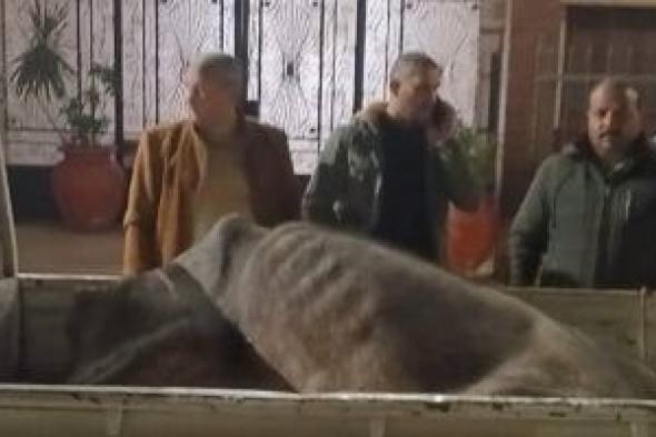 ضبط
جزار
ذبح
رأس
ماشية
نافقة
قبل
طرحها
للبيع
بالشهداء
فى
المنوفية