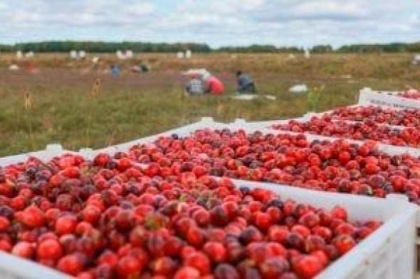 رحلة
التوت
البرى
فى
الصين
من
الحقول
للمنتجات
العالمية
فائقة
الجودة