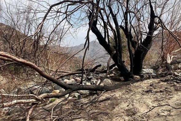 عبث
    بيئي
    يطال
    طبيعة
    حوية
    نمار
    ويحرق
    أشجارها