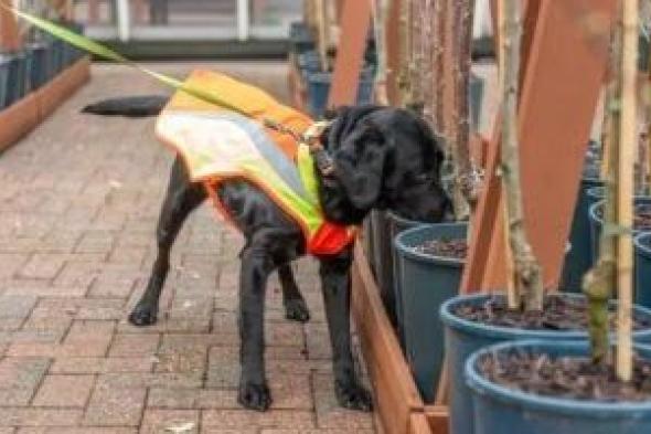 ضوابط
صارمة
لحيازة
الحيوانات
الخطرة
والكلاب
في
القانون
الجديد..
اعرفها