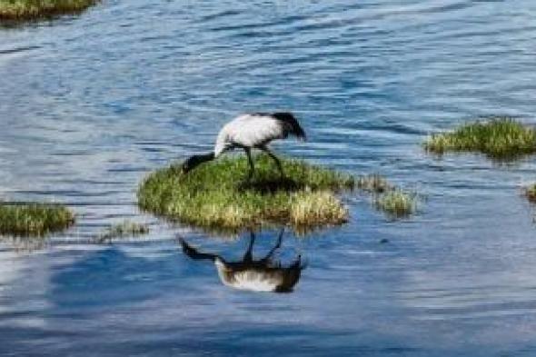 حصاد
مصر
الخضراء
2025
×
15
سؤالا
وجوابا