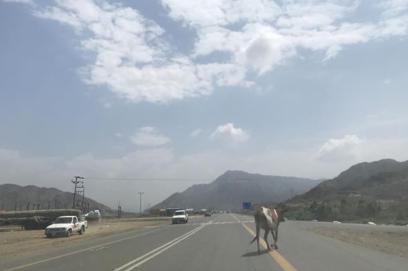 تسجيل
426
حادثًا
بسبب
الحيوانات
السائبة
في
السعودية
خلال
2025