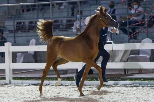 بطولة
      عجمان
      لجمال
      الخيل
      العربية
      تنطلق
      الجمعة
