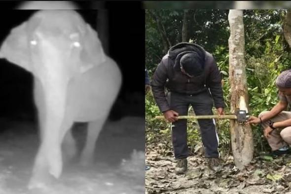 فيل
      يهجم
      على
      كاميرا
      في
      غابة
      هندية