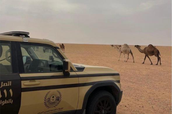 ضبط
مواطن
رعى
15
متنًا
من
الإبل
في
محمية
الملك
عبدالعزيز