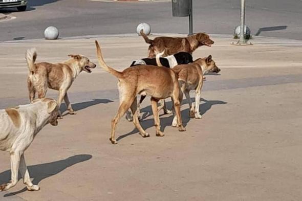 بعد
الهجوم
المفاجئ
على
طفلة..
ملف
الكلاب
الضالة
بمصر
يعود
للواجهة