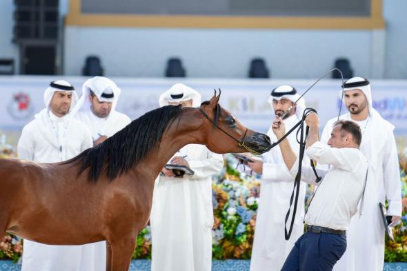 10 حكّام خليجيين لتقييم الخيول العربية الأصيلة في بطولة عجمان الدولية