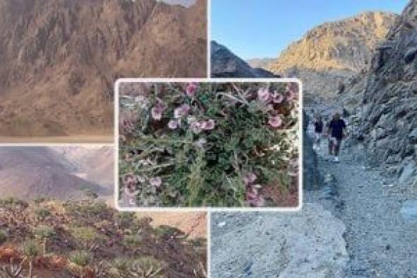 غابة
من
النباتات
النادرة
لا
تنمو
إلا
على
إفرست
الغردقة