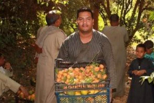 مزارع
الأقصر
تتلألأ
باللون
الأصفر
فى
موسم
حصاد
البرتقال
واليوسفى..
صور