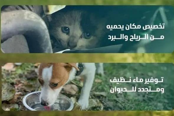 "البيئة"
    تطلق
    حملة
    لحماية
    الحيوانات
    في
    الشتاء
    وتدعو
    لسلوكيات
    الرفق
    والرعاية