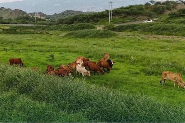 «البيئة»
    تدعو
    لتعزيز
    سلوكيات
    الرفق
    بالحيوانات
    والاعتناء
    بها
    أثناء
    الأمطار
    والأجواء
    الباردة