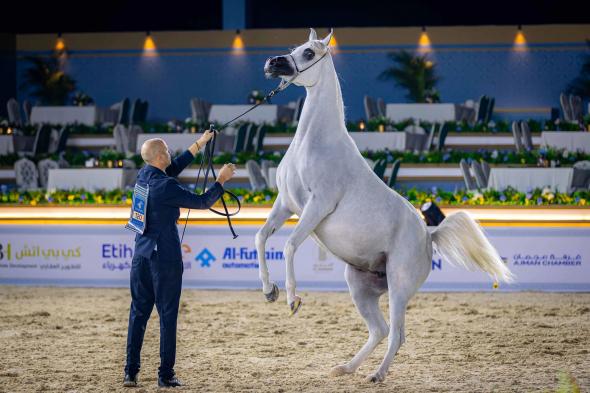 حضور جماهيري كبير في اليوم الأول من بطولة عجمان لجمال الخيل العربي