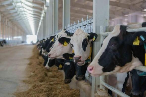 ضمن
      مهرجان
      الثروة
      الحيوانية..
      فعالية
      الأبقار
      والدواجن
      تنطلق
      اليوم