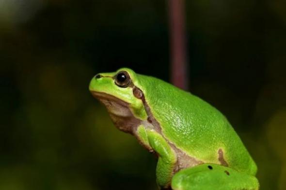 الذكاء الاصطناعي يحول ضابطاً أمريكياً إلى (ضفدع).. والشرطة توضح الحادثة