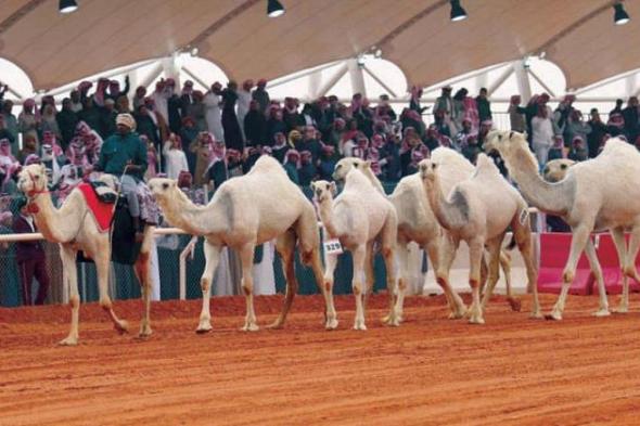 مهرجان
    الملك
    عبدالعزيز
    للإبل
    يختتم
    فعاليات
    نسخته
    العاشرة
    بنجاح
    ملفت