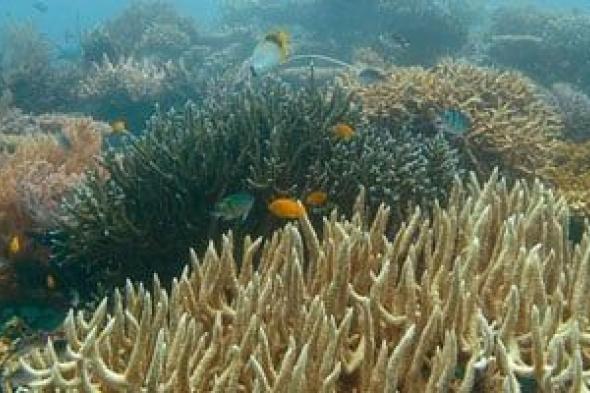 اعرف
سر
صمود
شعاب
مصر
المرجانية
أمام
غضب
المناخ