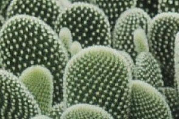 دليل
تصميم
بلكونة
منقية
للهواء
بنباتات
قوية
تعمل
كفلاتر
طبيعية