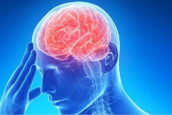 دراسة
    تتوصل
    إلى
    سر
    تنسيق
    الدماغ
    بين
    المعلومات
    السريعة
    والبطيئة