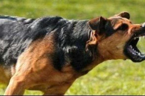 كلب
ضال
يصيب
5
أطفال
بجروح
متفرقة
في
دكرنس
بالدقهلية