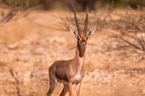 “الحياة
الفطرية”
يطلق
124
كائنًا
فطريًا
مهددًا
بالانقراض
بمحمية
الإمام
تركي