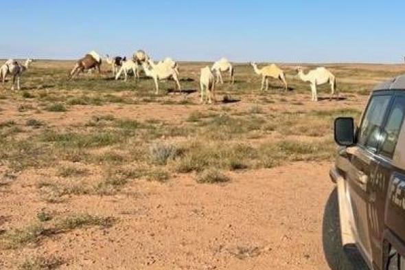 ضبط
مواطن
رعى
16
متنًا
من
الإبل
في
محمية
الملك
عبدالعزيز