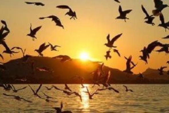 أغرب
7
طيور
فى
مصر
أبرزها
"أبو
ملعقة
والسلوى
والأفوكيت"..
صور