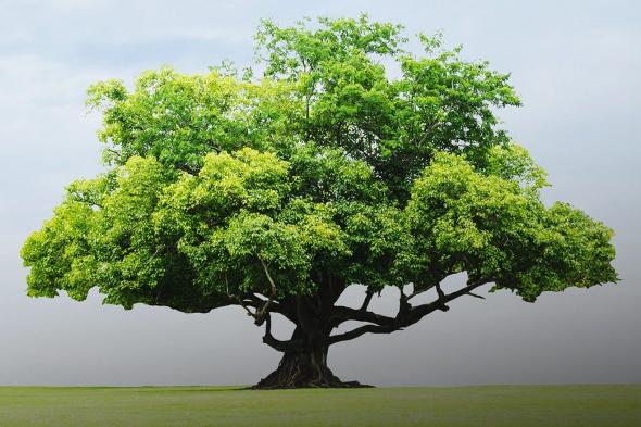 بلدية دبي و"هيئة المعرفة" تطلقان مبادرة لزراعة 20 ألف شجرة