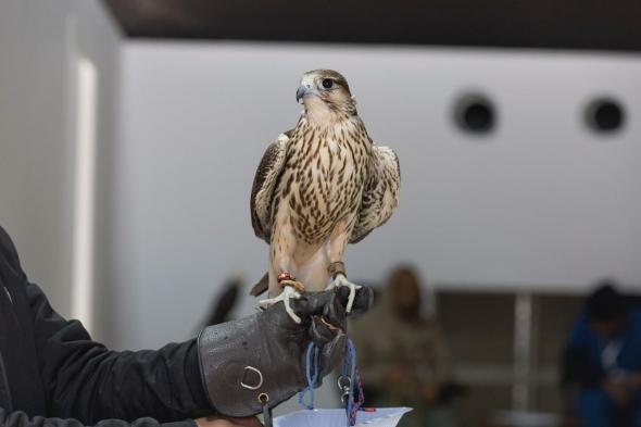 تتويج
نخبة
المحليين
في
12
كأسًا
بمهرجان
الملك
عبدالعزيز
للصقور
2025