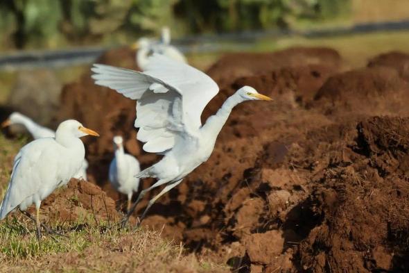 مزارع
    نجران
    تستقبل
    طائر
    «بلشون
    الماشية»
    ضمن
    مسار
    رحلته
    الشتوية