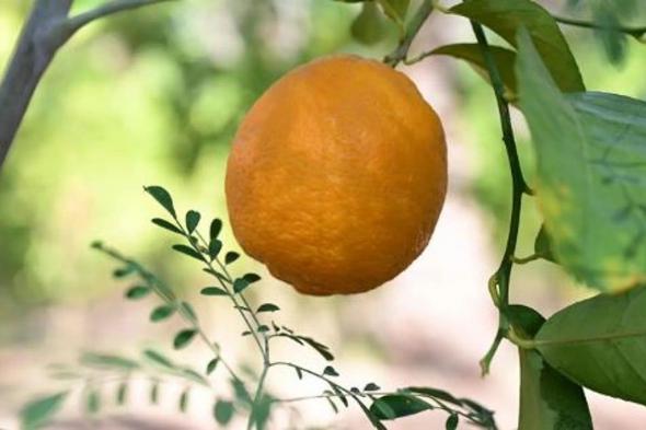 لتعزيز
    الرافد
    الاقتصادي..
    ملكية
    محافظة
    العُلا
    تُطلق
    «موسم
    العُلا
    للحمضيات»