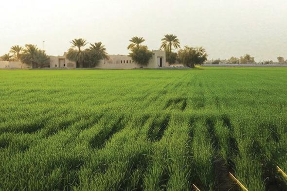 «تبادل العِزَب» لحاملي عقود الإيجار مرة واحدة فقط في أبوظبي