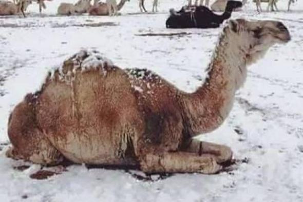 "الإمارات للفلك": فترة الثلث الأوسط من يناير تُعد الأبرد خلال فصل الشتاء