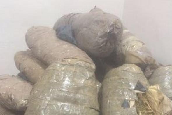 البانجو
خطر
يهدد
المجتمع
ووزارة
الداخلية
تكثف
جهودها
لمكافحته