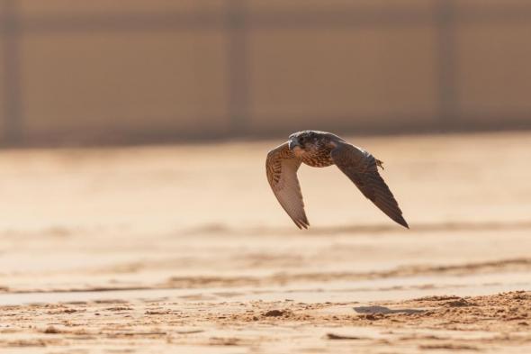 المحترفون
المحليون
يتنافسون
على
12
كأسًا
بمهرجان
الملك
عبدالعزيز
للصقور
2025