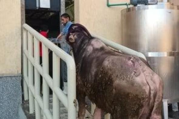 محافظ
كفر
الشيخ:
التشغيل
التجريبى
لمجزر
دسوق
تمهيدًا
لافتتاحه