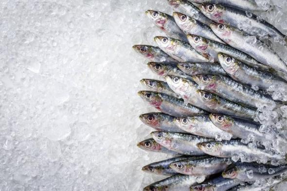 المغرب
      يحظر
      تصدير
      «السردين
      المجمد»